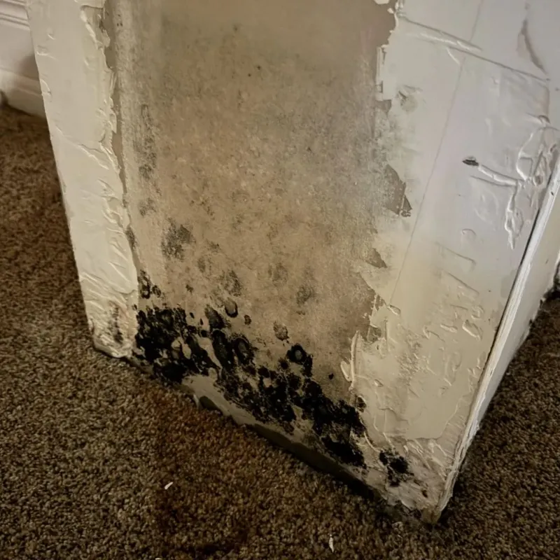 Professional Mold Removal in Chowchilla, CA